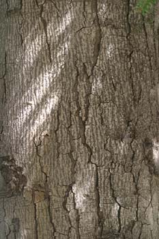 Abeto pinsapo - Tronco (Abies pinsapo)