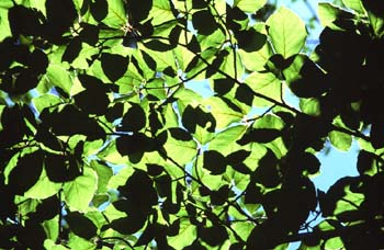 Haya - Hoja (Fagus silvatica)