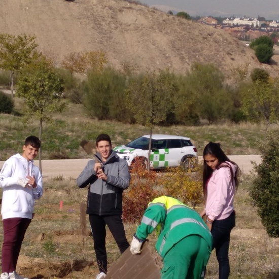 Plantación en el parque forestal de Valdebebas 2019 31