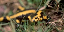 Salamandra (Salamandra salamandra)