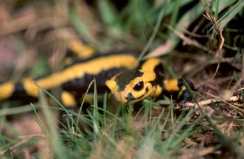 Salamandra (Salamandra salamandra)