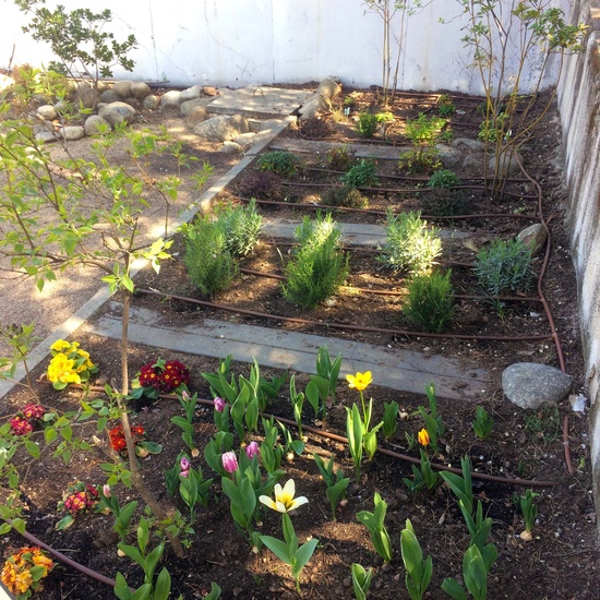 2019_05_El huerto del cole no para...CEIP FDLR_Las Rozas 3