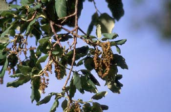 Alcornoque - Flor masc. (Quercus suber)