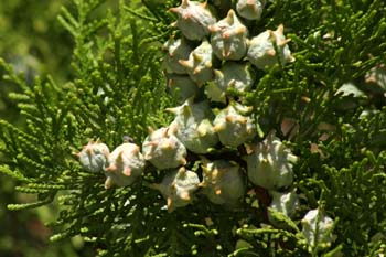 árbol de la vida chino (Thuja orientalis)