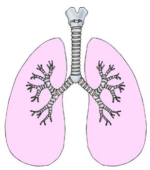 Pulmones humanos
