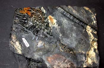 Scyphocrinites (Crinoideo) Devónico