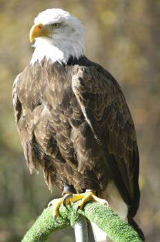 Aguila calva americana