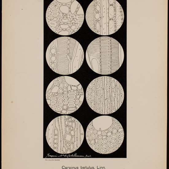 IES_CARDENALCISNEROS_BOTÁNICA_II_LÁMINAS_047