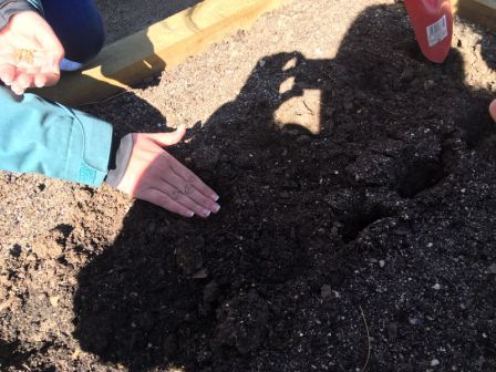 2018_02_23_CUARTO EN EL HUERTO ESCOLAR_CEIP FDLR_LAS ROZAS_2018 4