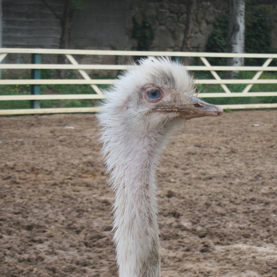 Granja Escuela Educación Infantil Curso 2017-18_2 29