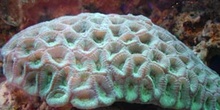 Coral (Favia sp.)