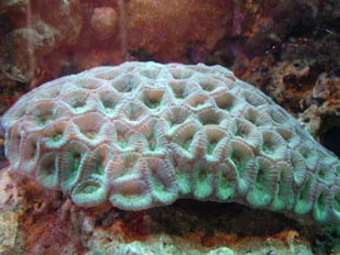 Coral (Favia sp.)