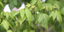 Arce negundo - Hoja (Acer negundo)