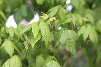 Arce negundo - Hoja (Acer negundo)