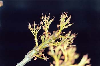 Fresno de hoja estrecha - Flor (Fraxinus angustifolia)