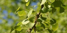 Gingo - Hojas (Ginkgo biloba)