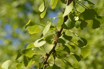 Gingo - Hojas (Ginkgo biloba)