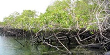 Manglares, Ecuador