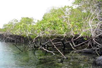 Manglares, Ecuador