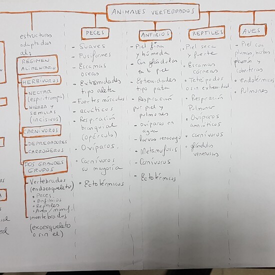 Esquemita de clase sobre vertebrados