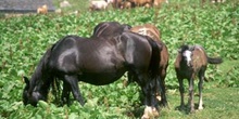Caballo (Equus caballus)