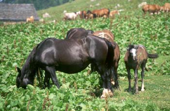 Caballo (Equus caballus)