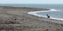 Dromedario en la playa, Rep. de Djibouti, áfrica