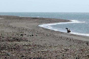 Dromedario en la playa, Rep. de Djibouti, áfrica