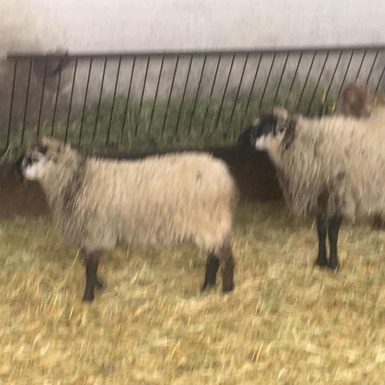 Albergue 6º - 2º día (mañana) 29