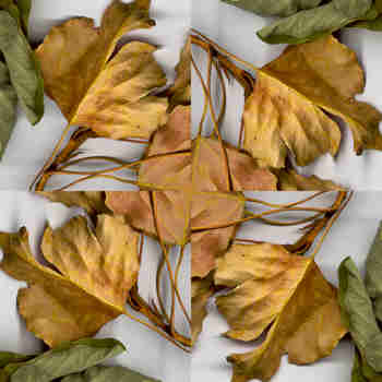 Disposición simetrizada en aspa