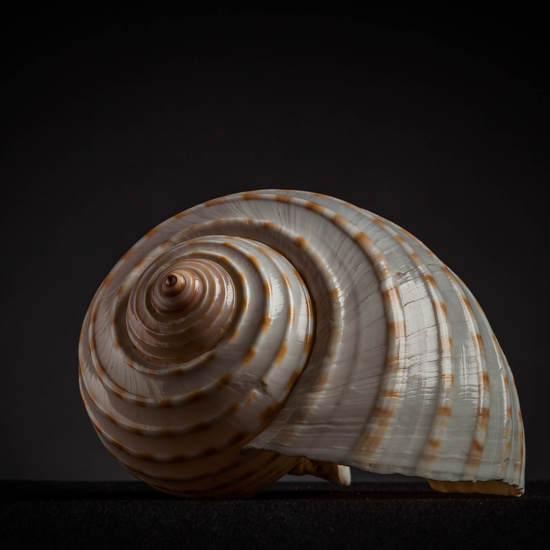 IES_CARDENALCISNEROS_CONCHAS_122