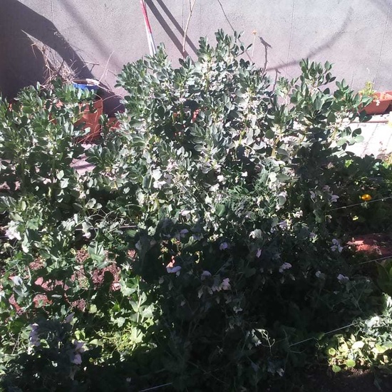 NUEVOS FRUTOS DEL HUERTO ESCOLAR 7