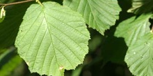 Avellano - Hojas (Corylus avellana)