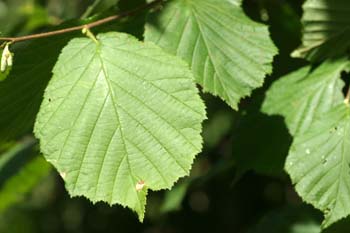 Avellano - Hojas (Corylus avellana)