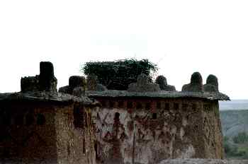 Nido de cigüeña sobre una torre de adobe, Ait Benhaddou, Marruec