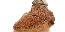 Araneograptus murrye (Graptolito) Ordovícico