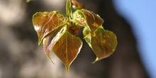 Chopo de Canadá - Hojas (Populus x canadensis)