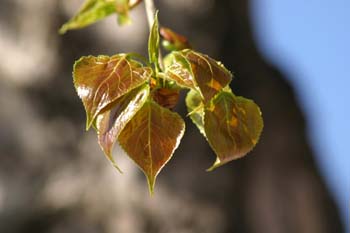 Chopo de Canadá - Hojas (Populus x canadensis)