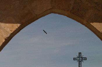 Buitre Leonado, Hoces del Duratón, Segovia, Castilla y León