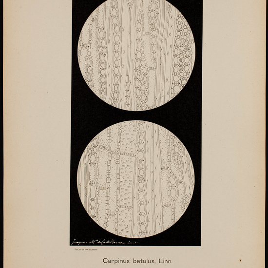 IES_CARDENALCISNEROS_BOTÁNICA_II_LÁMINAS_045