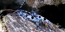 Longicornio alpino Rosalia alpina (Linnaeus, 1758)