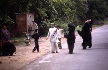 Osos amaestrados en las carreteras de acceso a Agra, Agra, India