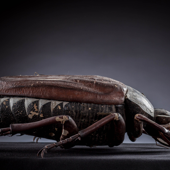 IES_SANISIDRO_MUSEO_Zoolgía_026