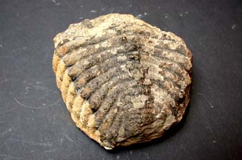 Burmeisteria pradoana (Trilobites) Devónico
