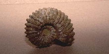 Euaspidoceras (Molusco-Ammonites) Triásico
