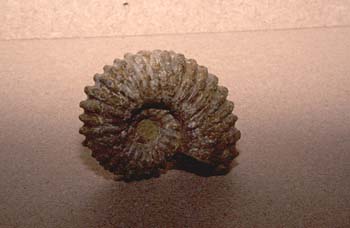 Euaspidoceras (Molusco-Ammonites) Triásico