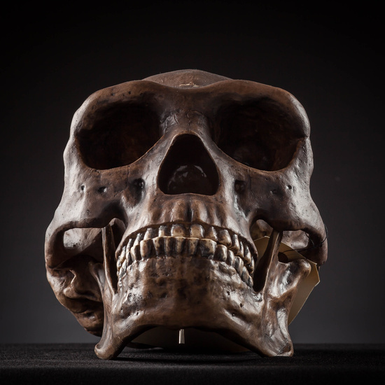 IES_SANISIDRO_MUSEO_Craneos_029