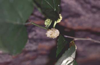 Morera - Fruto (Morus alba)