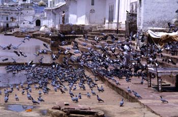 Gaths (escalinatas) en el lago sagrado de Pushkar, India