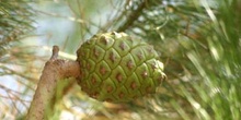 Pino piñonero - Piña (Pinus pinea